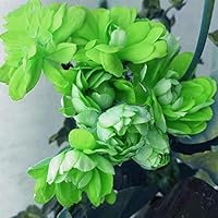 Geranium Flower Seeds for Planting Light Green – Perfect for Borders, Heirloom, Non-GMO, High Germination Organic Garden Seeds