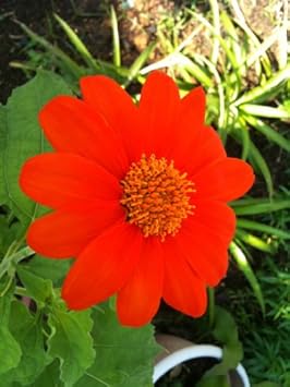 Flower Seeds, Seeds,Seeds For Planting,Plant Seeds