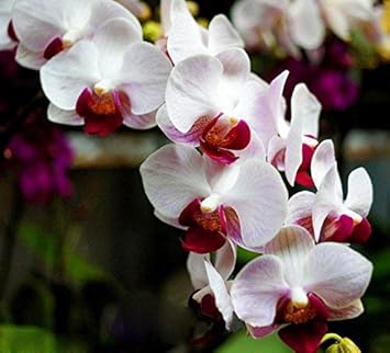 Flower Seeds, Seeds,Seeds For Planting,Plant Seeds