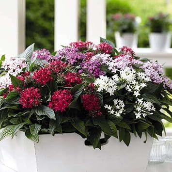 Flower Seeds, Seeds,Seeds For Planting,Plant Seeds