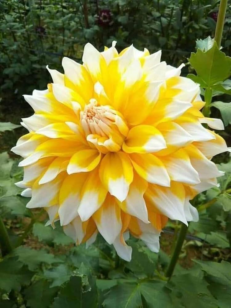White & Yellow Dahlia Flower Seeds – Shade Tolerant, Heirloom & Non-GMO Seeds for Home Garden