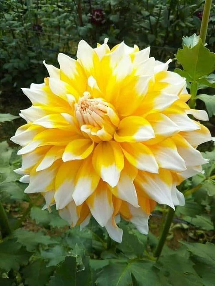 White & Yellow Dahlia Flower Seeds – Shade Tolerant, Heirloom & Non-GMO Seeds for Home Garden