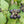 Fruit Seeds,Garden seeds, Seeds For Planting,Plant Seeds