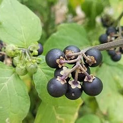 Fruit Seeds,Garden seeds, Seeds For Planting,Plant Seeds