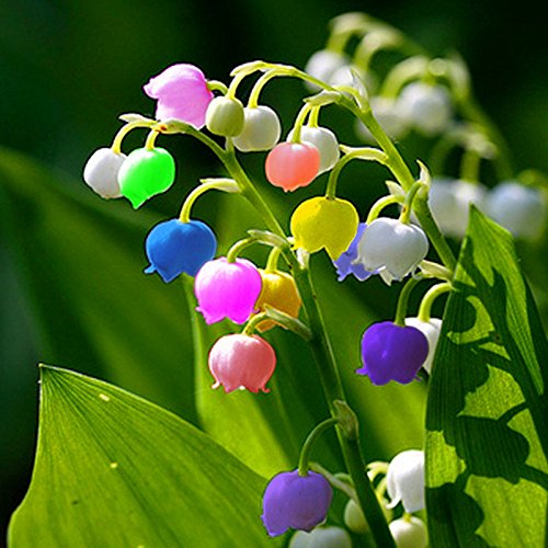 Mixed Bell Orchid Flower Seeds for Planting Heirloom Non-GMO High Germination Organic Garden Seeds