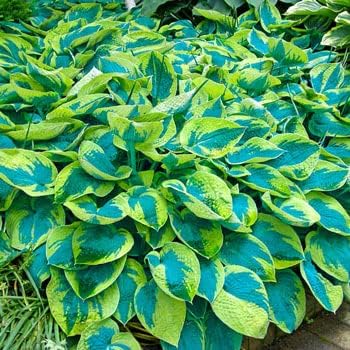 Flower Seeds, Seeds,Seeds For Planting,Plant Seeds