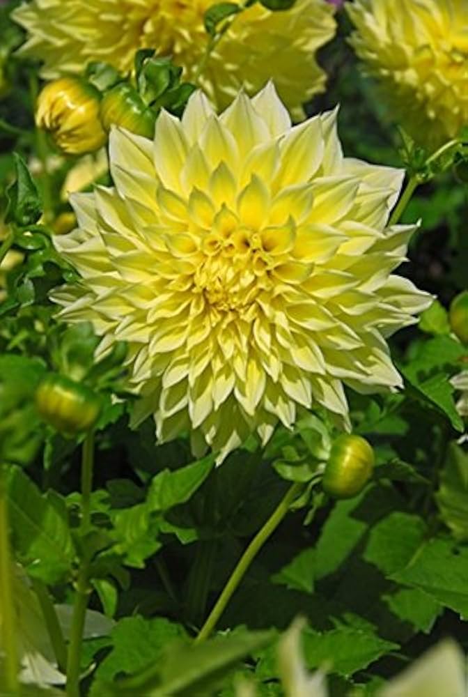 Flower Seeds, Seeds,Seeds For Planting,Plant Seeds
