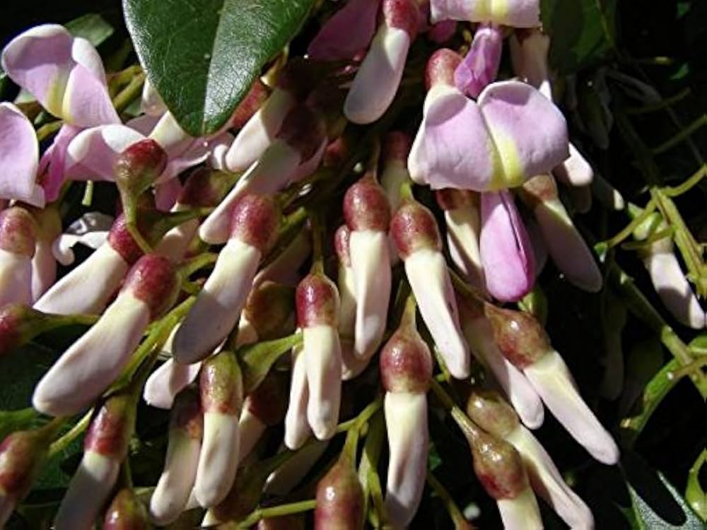 Fresh Gliricidia Maculata Madre de Cacao Flower Seeds for Planting – Heirloom, Non-GMO, High Germination