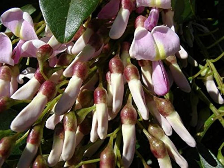 Fresh Gliricidia Maculata Madre de Cacao Flower Seeds for Planting – Heirloom, Non-GMO, High Germination