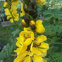 Flower Seeds, Seeds,Seeds For Planting,Plant Seeds