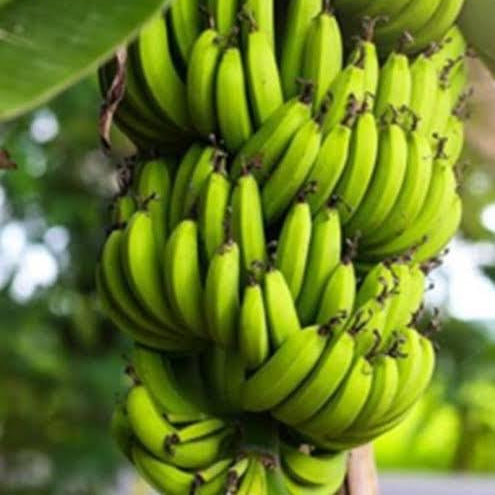 Fruit Seeds,Garden seeds, Seeds For Planting,Plant Seeds