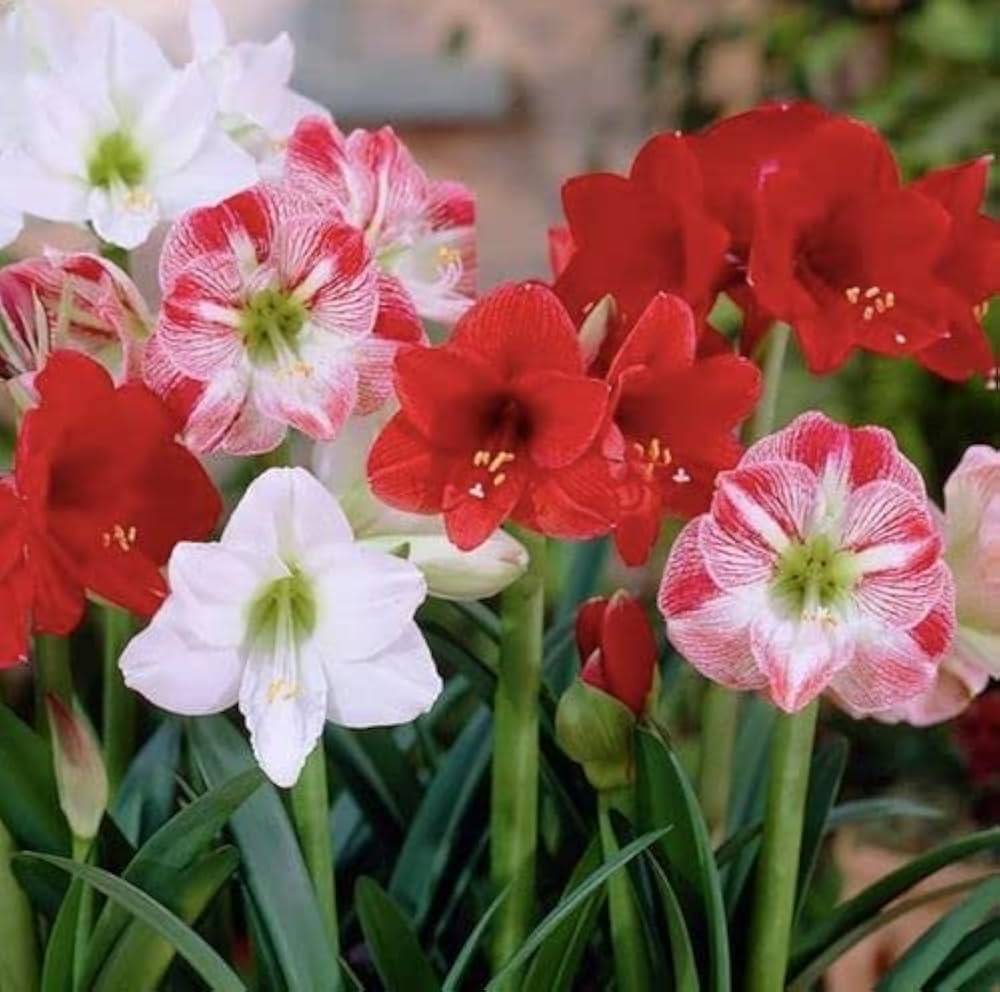 Amaryllis Mixed Flower Seeds for Planting | Heirloom Non-GMO High Germination Organic Garden Seeds