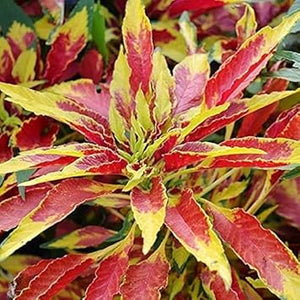 Flower Seeds, Seeds,Seeds For Planting,Plant Seeds