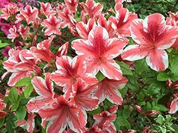 Flower Seeds, Seeds,Seeds For Planting,Plant Seeds