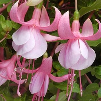Flower Seeds, Seeds,Seeds For Planting,Plant Seeds
