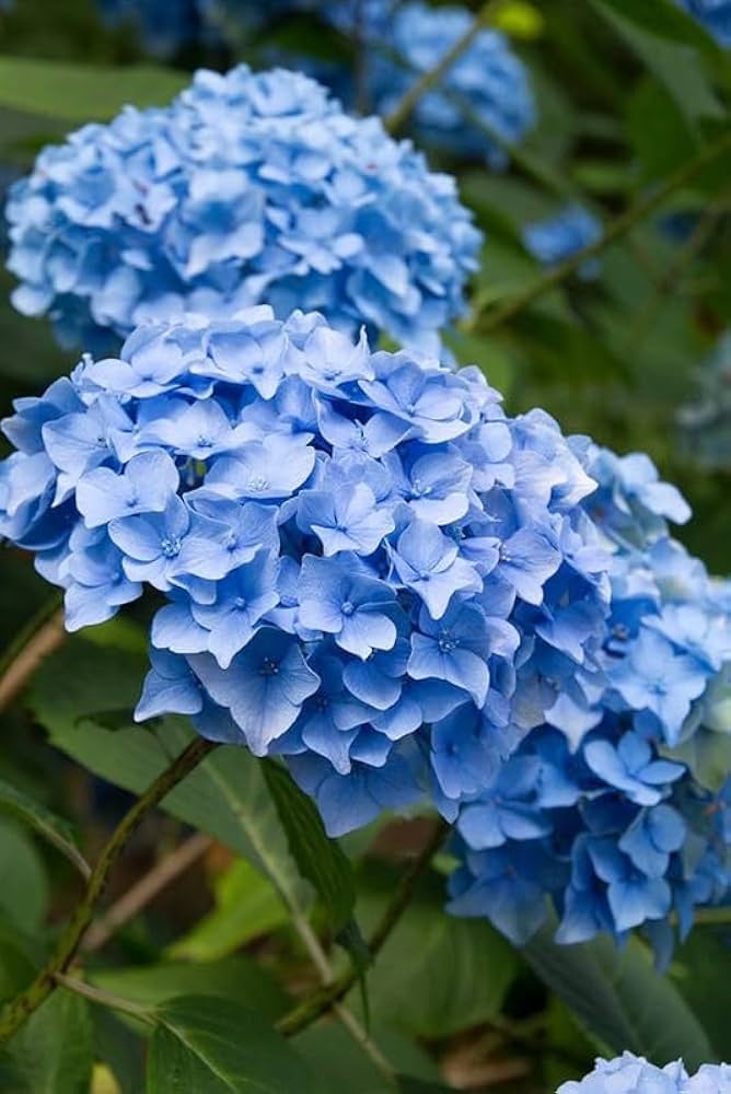 Blue Hydrangea Flower Seeds for Planting – Heirloom Non-GMO, High Germination Organic Garden Seeds