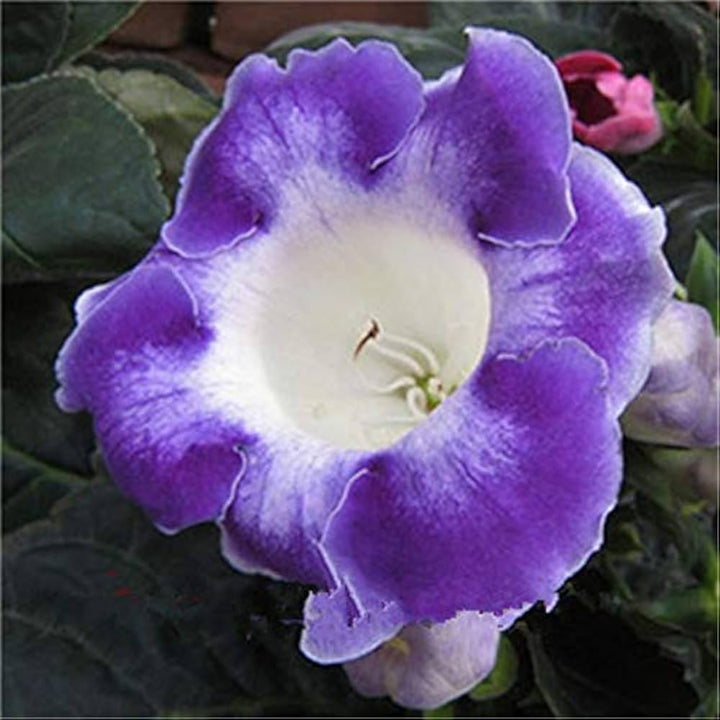 Blue White Gloxinia Flower Seeds for Planting – Heirloom, Non-GMO, Vibrant Colors, High Germination