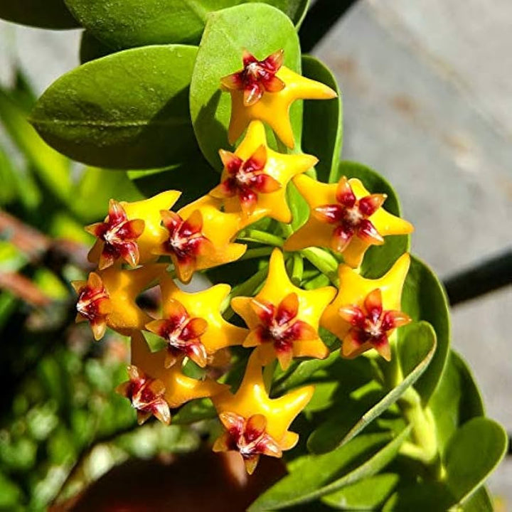 Yellow Red Hoya Carnosa Flower Seeds for Planting – Easy to Grow, Heirloom Non-GMO High Germination Organic Garden Seeds