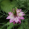 Nigella Damascena Flower Seeds for Planting – Heirloom, Non-GMO, High Germination Organic Garden Seeds