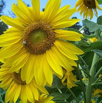 Flower Seeds, Seeds,Seeds For Planting,Plant Seeds
