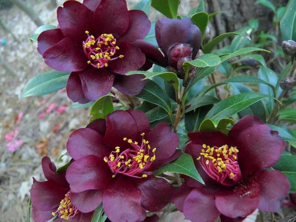 Maroon Red Camellia Flower Seeds for Planting | Heirloom Non-GMO High Germination Organic Garden Seeds