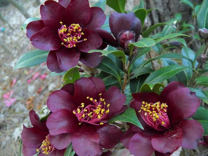 Maroon Red Camellia Flower Seeds for Planting | Heirloom Non-GMO High Germination Organic Garden Seeds