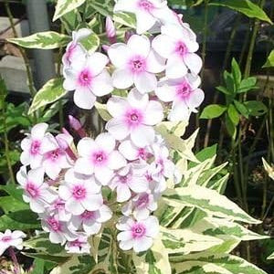 Flower Seeds, Seeds,Seeds For Planting,Plant Seeds