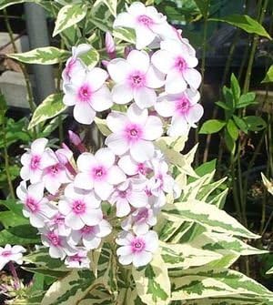 Flower Seeds, Seeds,Seeds For Planting,Plant Seeds