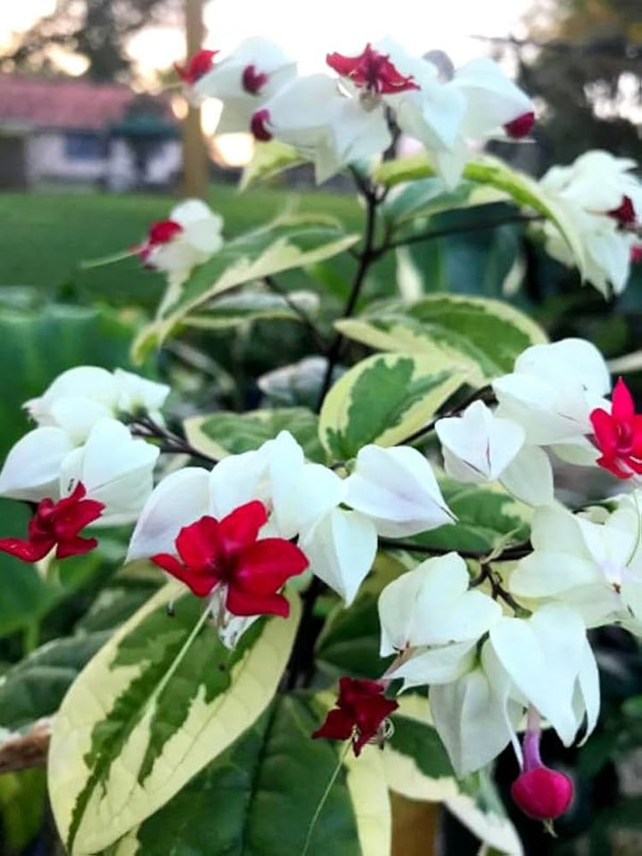 Cream Red Double Petals Fuchsia Seeds for Planting – Heirloom, Non-GMO, High Germination Garden Seeds