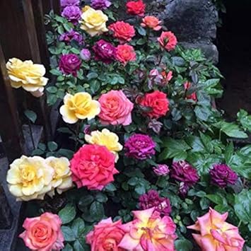 Flower Seeds, Seeds,Seeds For Planting,Plant Seeds