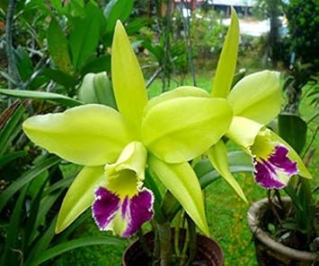 Flower Seeds, Seeds,Seeds For Planting,Plant Seeds