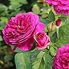 Baby Pink Hibiscus Flower Seeds – Drought Tolerant, Heirloom, Non-GMO & High Germination Organic Garden Seeds