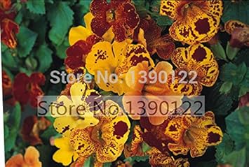 Flower Seeds, Seeds,Seeds For Planting,Plant Seeds