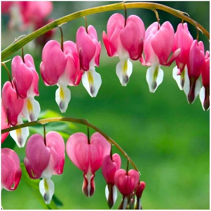 Pink White Heart Flower Seeds for Planting - Shade Tolerant, Heirloom & Non-GMO Organic Garden Seeds