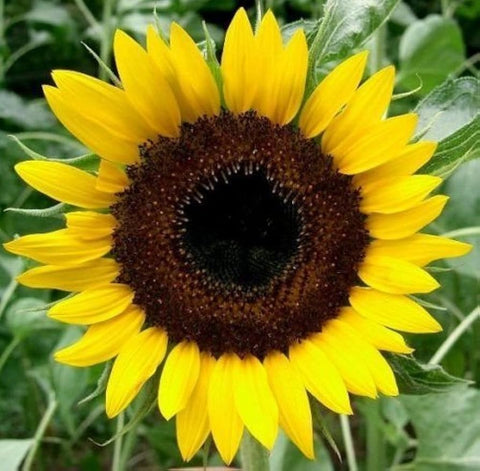 Flower Seeds, Seeds,Seeds For Planting,Plant Seeds