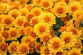 Yellow Orange Chrysanthemum Flower Seeds for Planting – Heirloom, Non-GMO, High Germination Organic Garden Seeds