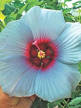 Flower Seeds, Seeds,Seeds For Planting,Plant Seeds