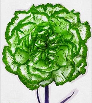 Flower Seeds, Seeds,Seeds For Planting,Plant Seeds