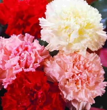 Flower Seeds, Seeds,Seeds For Planting,Plant Seeds