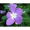 Dark Purple Periwinkle Flower Seeds for Planting – Heirloom Non-GMO Organic Garden Seeds,