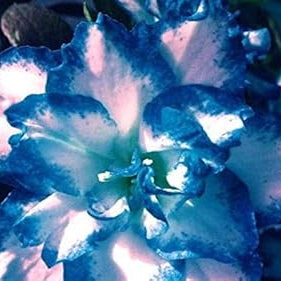 Flower Seeds, Seeds,Seeds For Planting,Plant Seeds