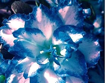 Flower Seeds, Seeds,Seeds For Planting,Plant Seeds