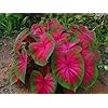 Caladium Bicolor Pale Red Flower Seeds for Planting – Heirloom, Non-GMO, High Germination Organic Garden Seeds