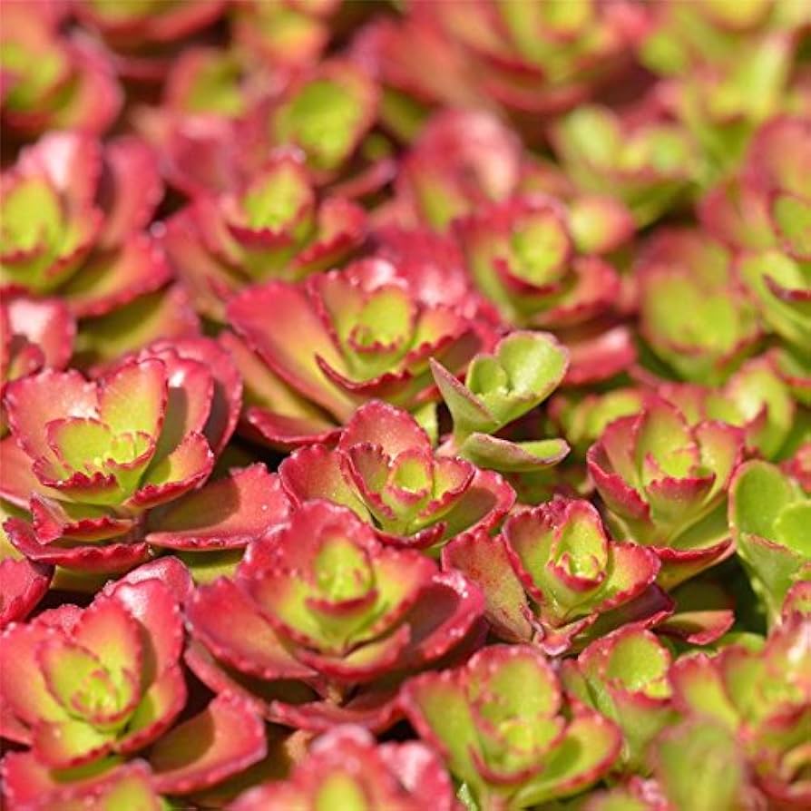 Sedum Carpet Flower Seeds for Planting - Heirloom, Non-GMO, High Germination Organic Garden Seeds