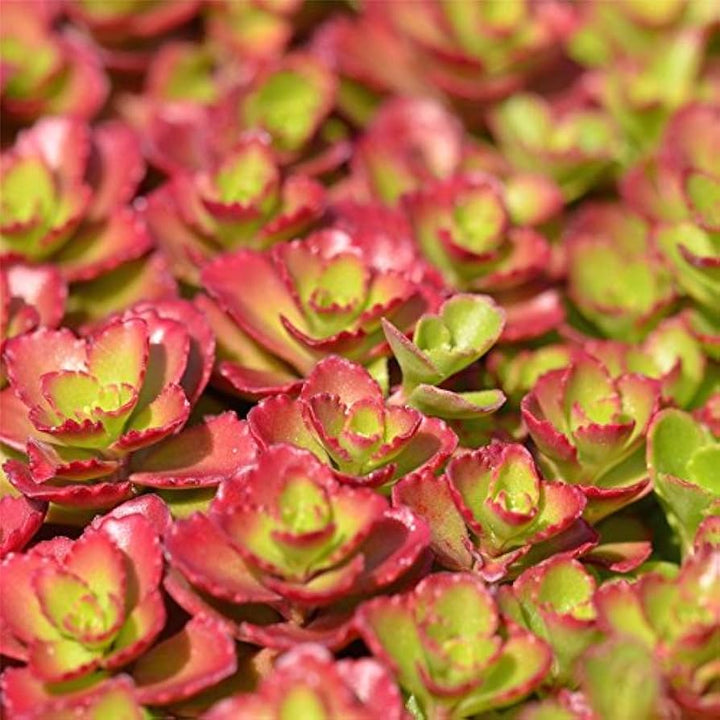 Sedum Carpet Flower Seeds for Planting - Heirloom, Non-GMO, High Germination Organic Garden Seeds