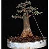 Adansonia Gregorii Seeds for Planting – Shade-Tolerant Heirloom, Non-GMO Organic Garden Seeds
