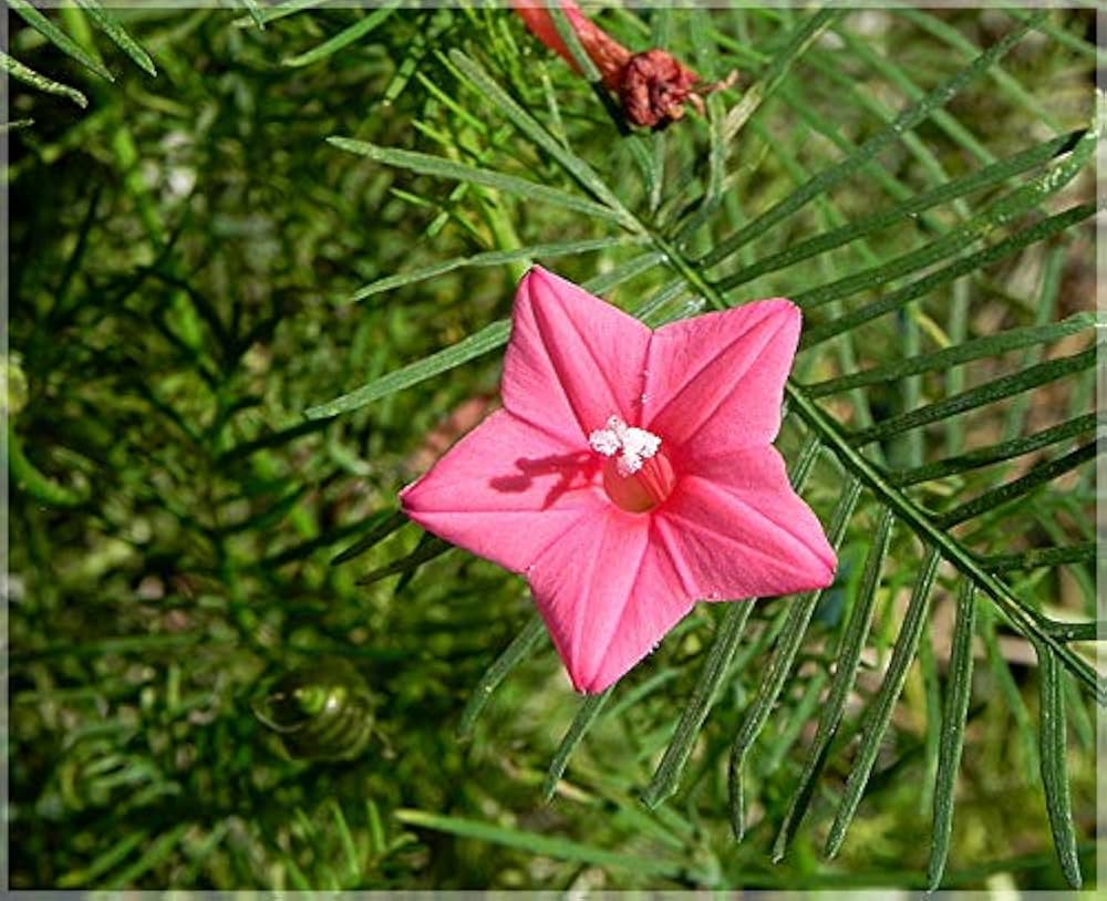 Pink Vinca Art Cypress Seeds for Planting – Heirloom Non-GMO, High Germination Organic Garden Seeds