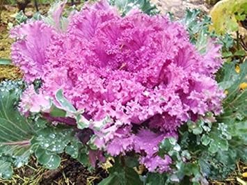 Flower Seeds, Seeds,Seeds For Planting,Plant Seeds