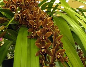 Flower Seeds, Seeds,Seeds For Planting,Plant Seeds