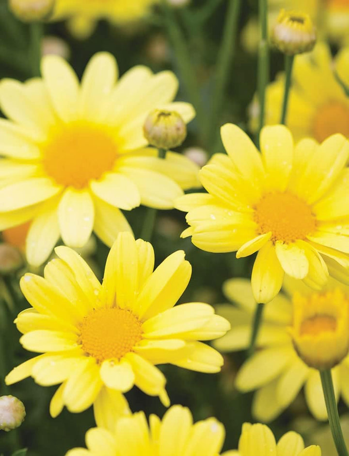Flower Seeds, Seeds,Seeds For Planting,Plant Seeds